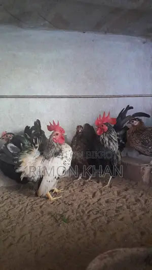 সেরামা মোরগ