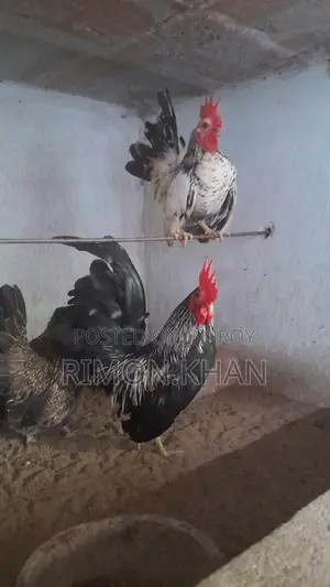 সেরামা মোরগ
