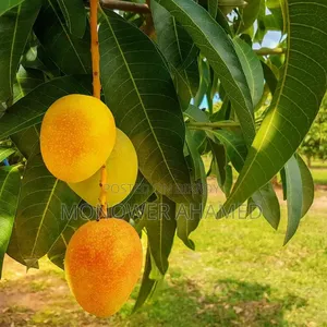 Amrapali Mangoes with Free Delivery