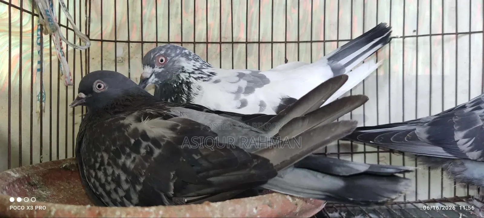 Sabji Female and Pankhi Male