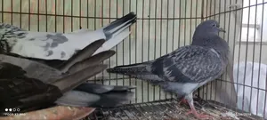 Sabji Female and Pankhi Male
