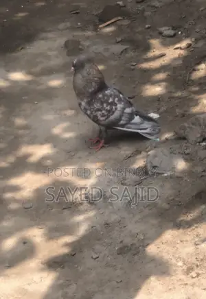 2 Male Birds for Sale (100% Call)