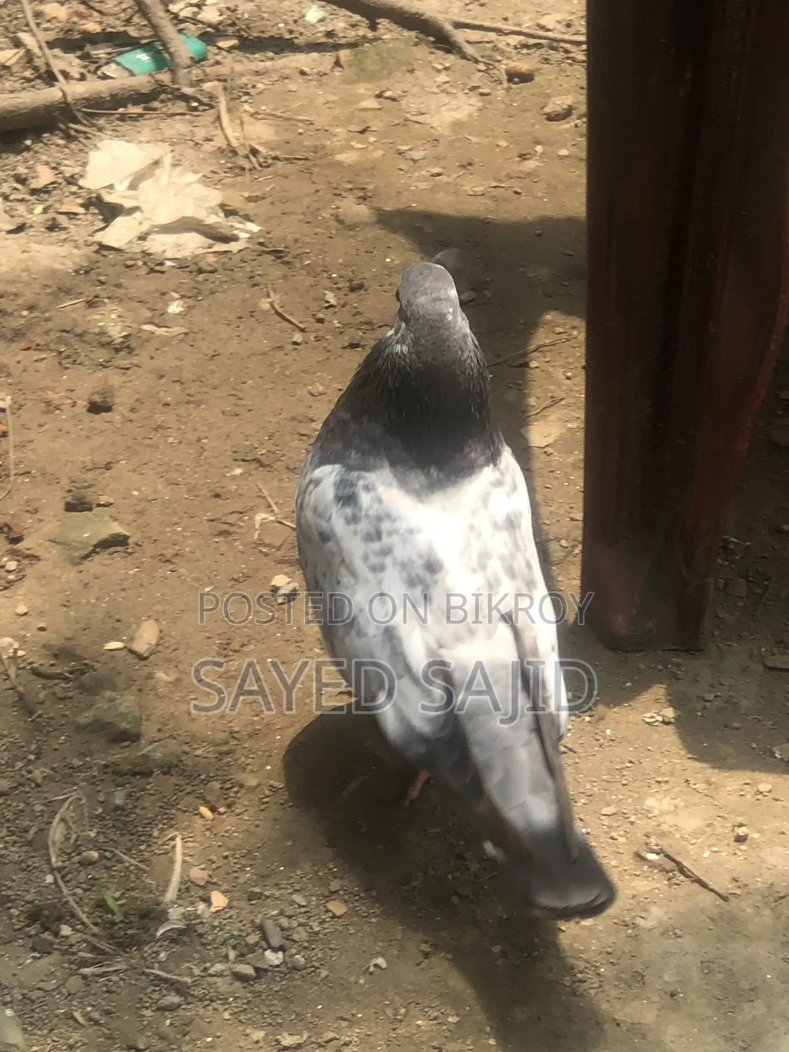 2 Male Birds for Sale (100% Call)