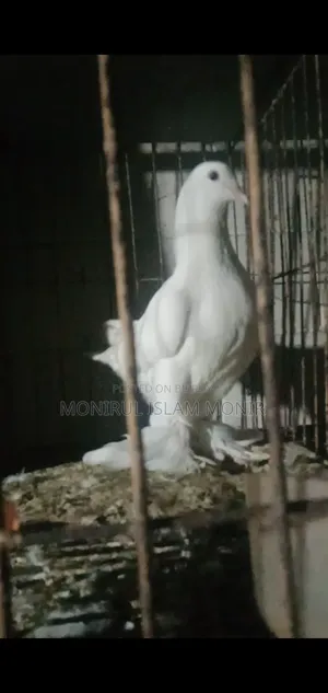 পেশওয়ারী নর