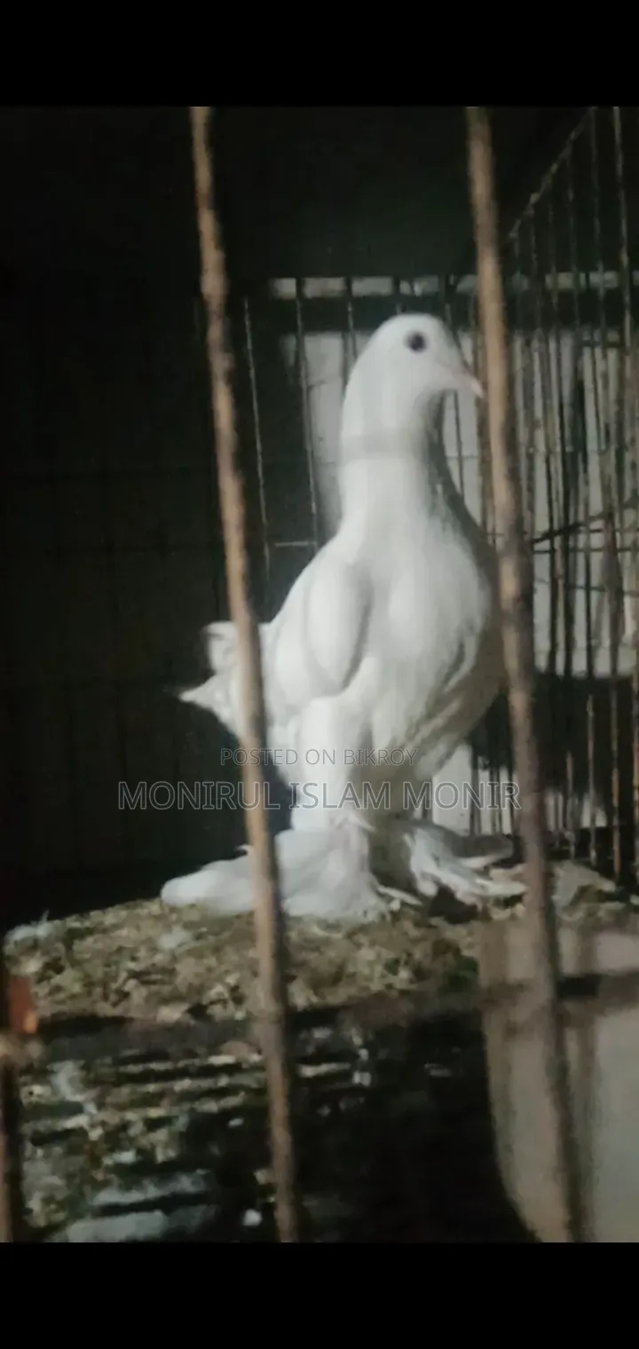 পেশওয়ারী নর