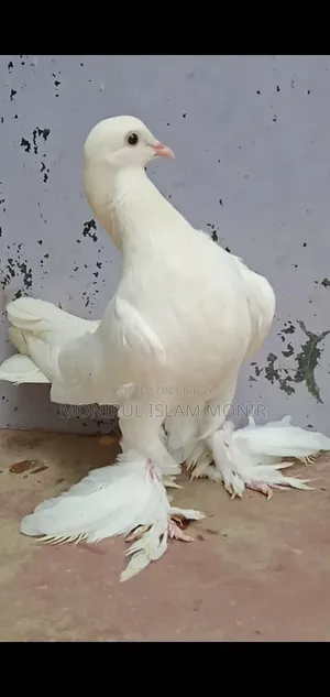 পেশওয়ারী নর