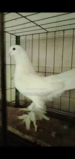 পেশওয়ারী নর