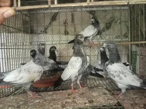 Pakistani Teddy Pigeon