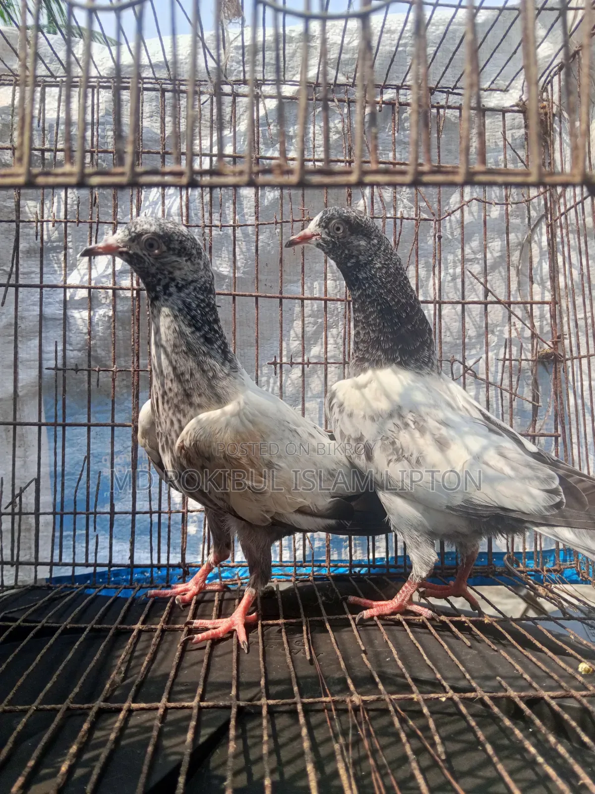 Pakistani Teddy Pigeon