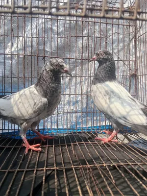 Pakistani Teddy Pigeon