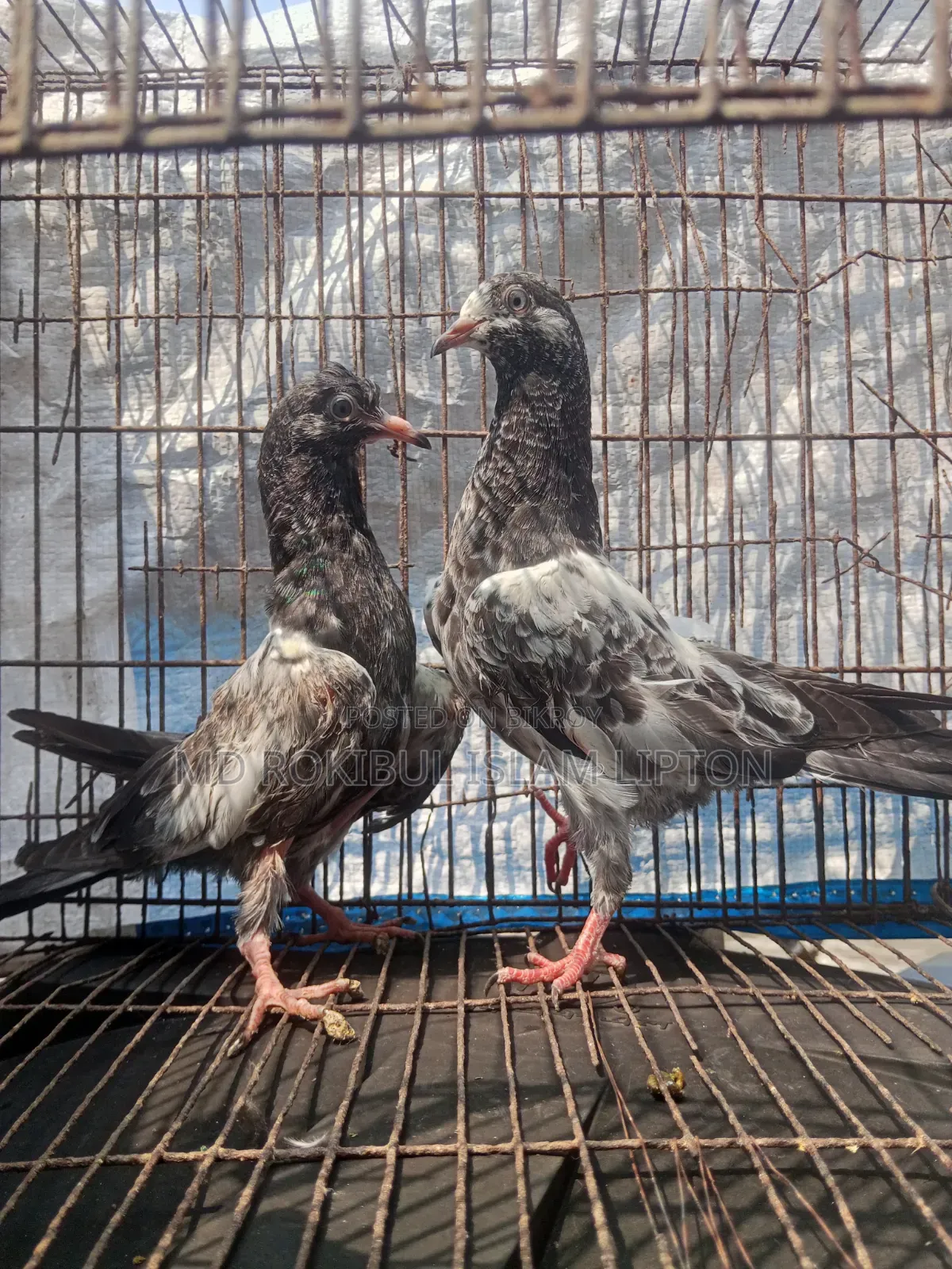 Pakistani Teddy Pigeon