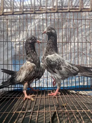 Pakistani Teddy Pigeon