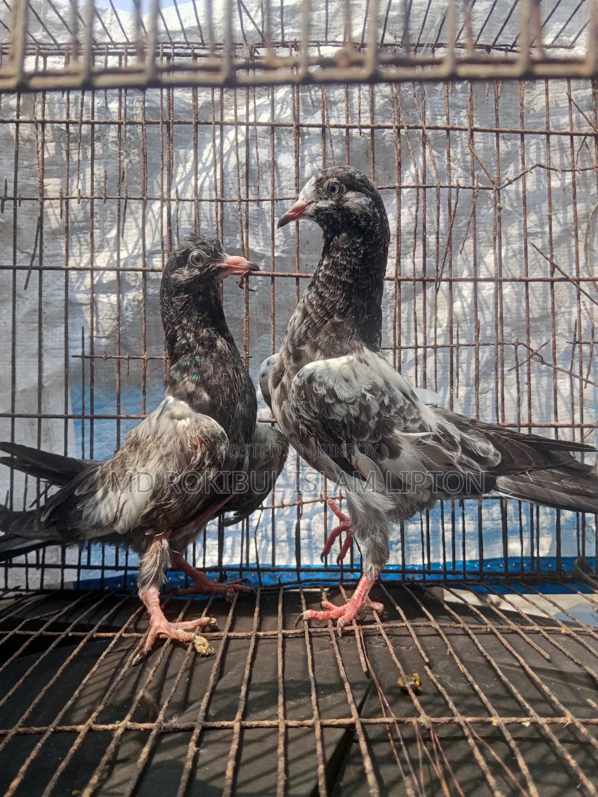 Pakistani Teddy Pigeon