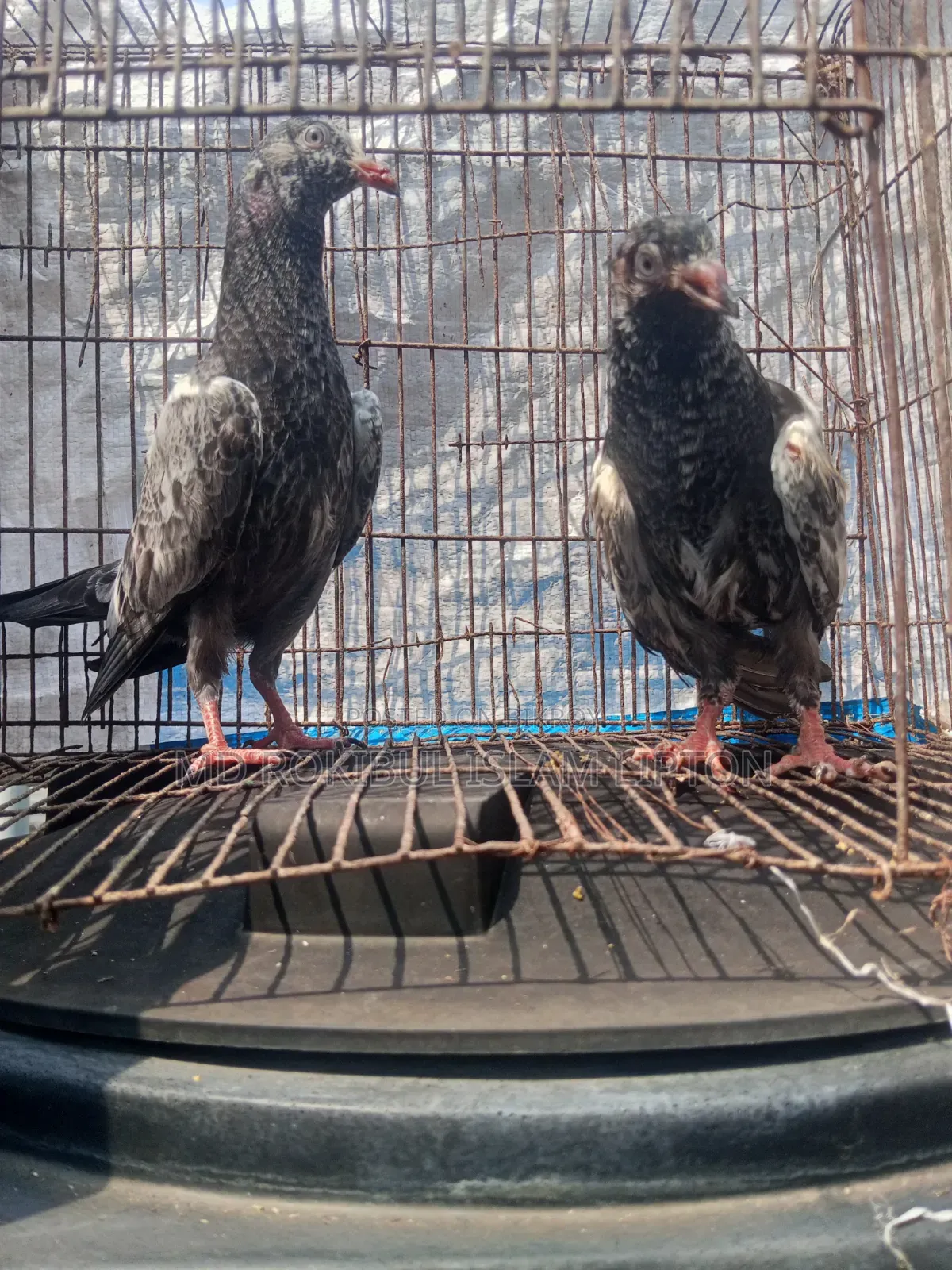 Pakistani Teddy Pigeon