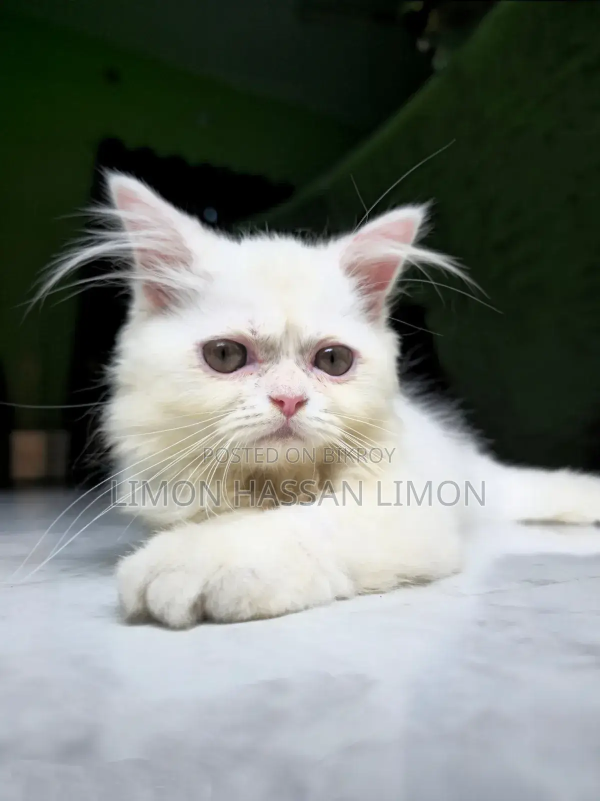 1-3 Months Female Purebred Persian Cat