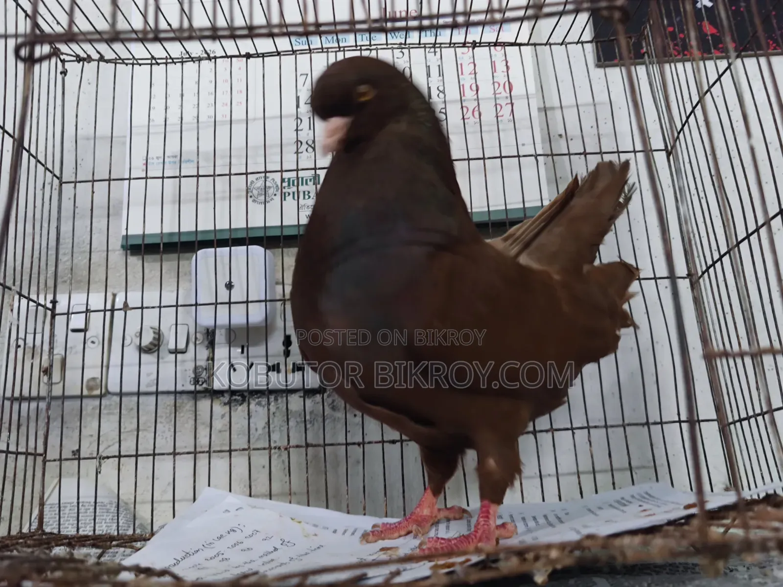 One piece Red King male for sale.