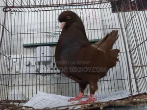 One piece Red King male for sale.