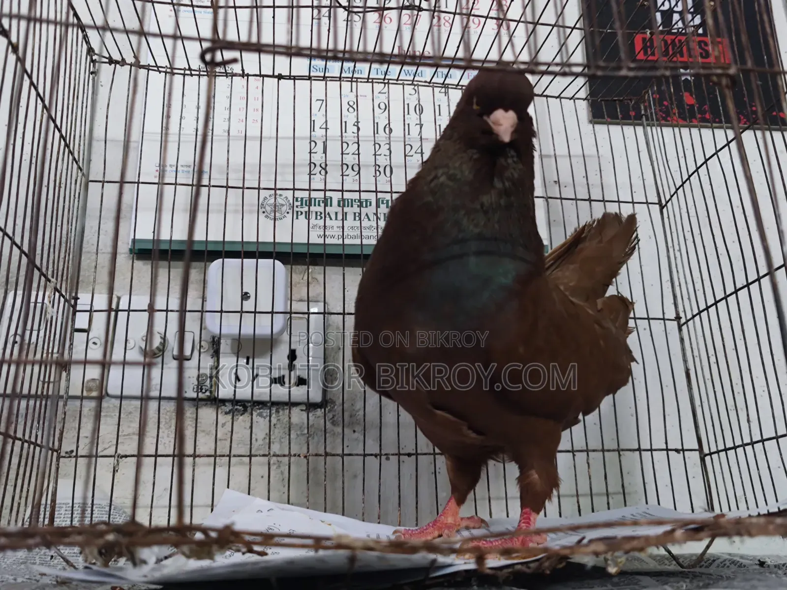 One piece Red King male for sale.