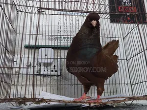 One piece Red King male for sale.