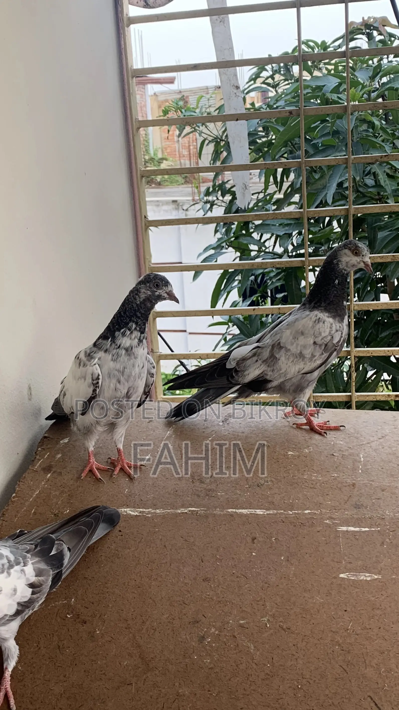 Nepali Yellow Eye Pigeon