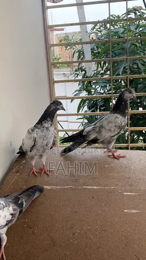 Nepali Yellow Eye Pigeon