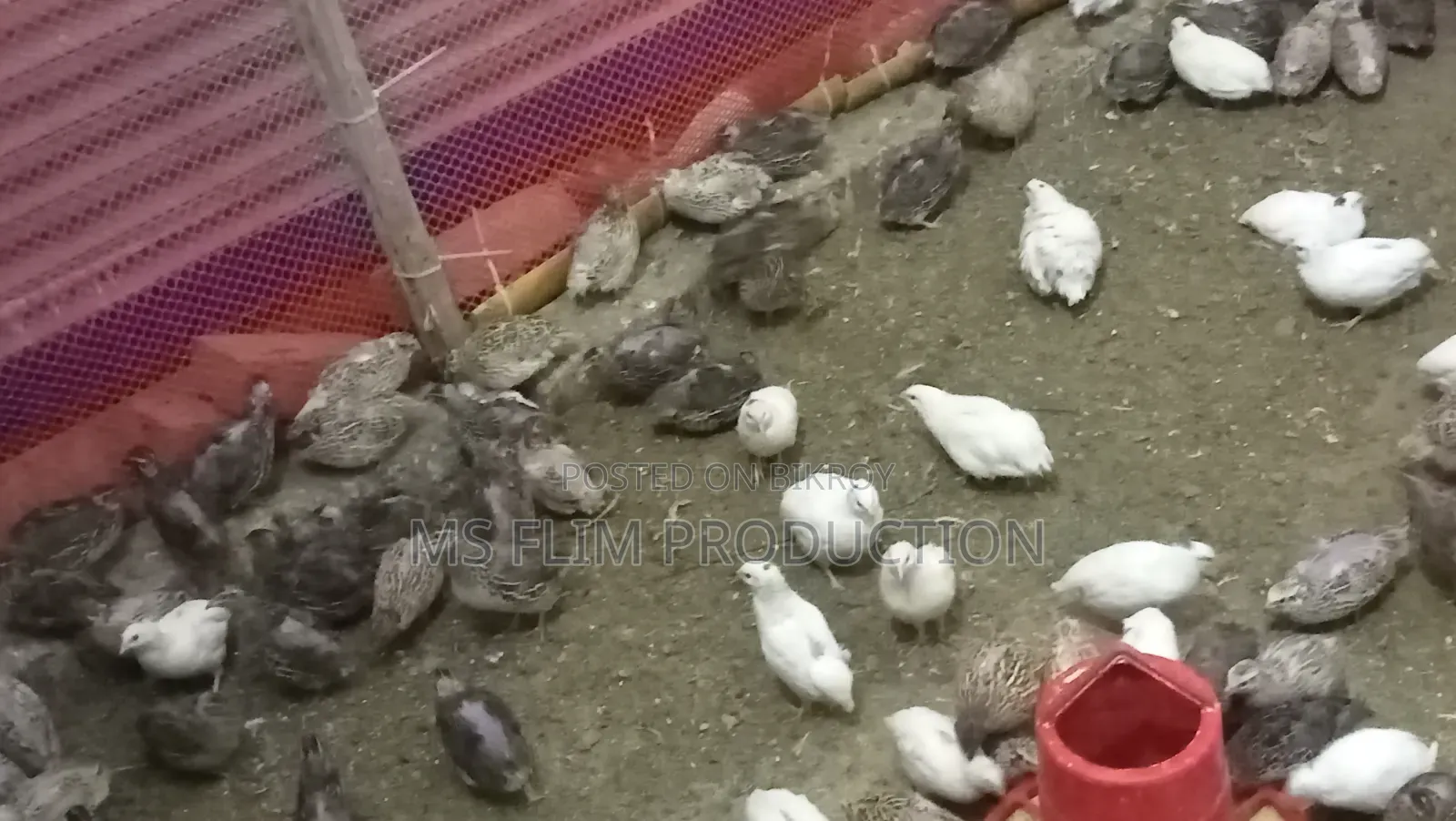 Japanese Quail