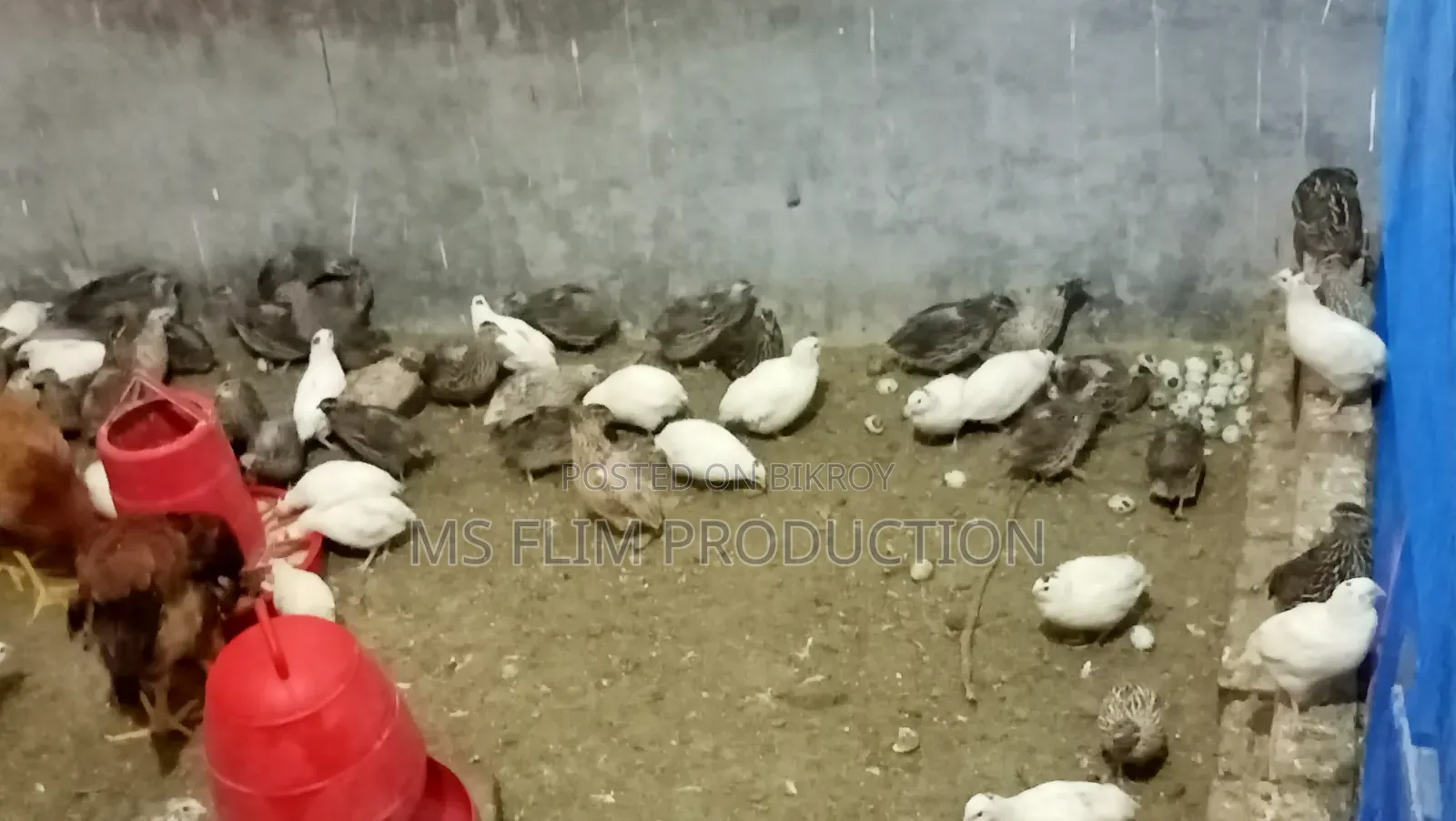 Japanese Quail