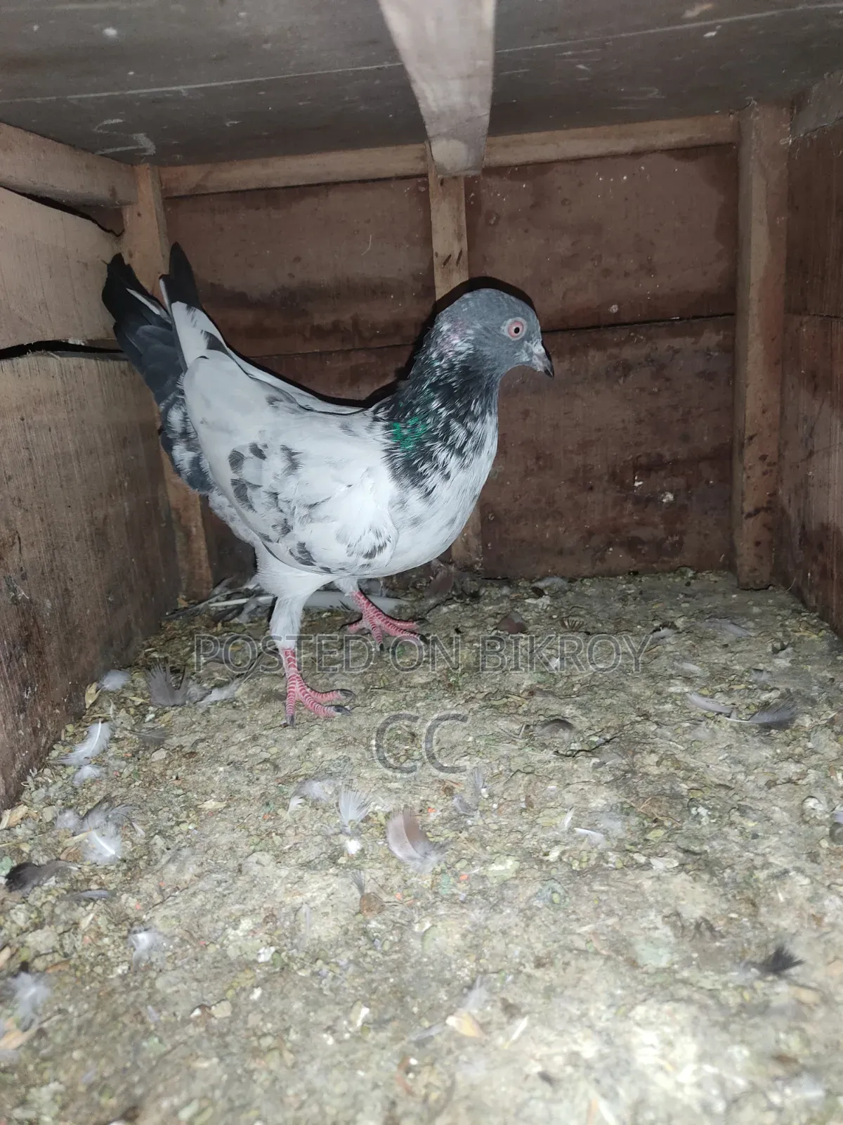 Kamagar Pigeon