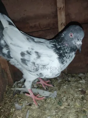 Kamagar Pigeon