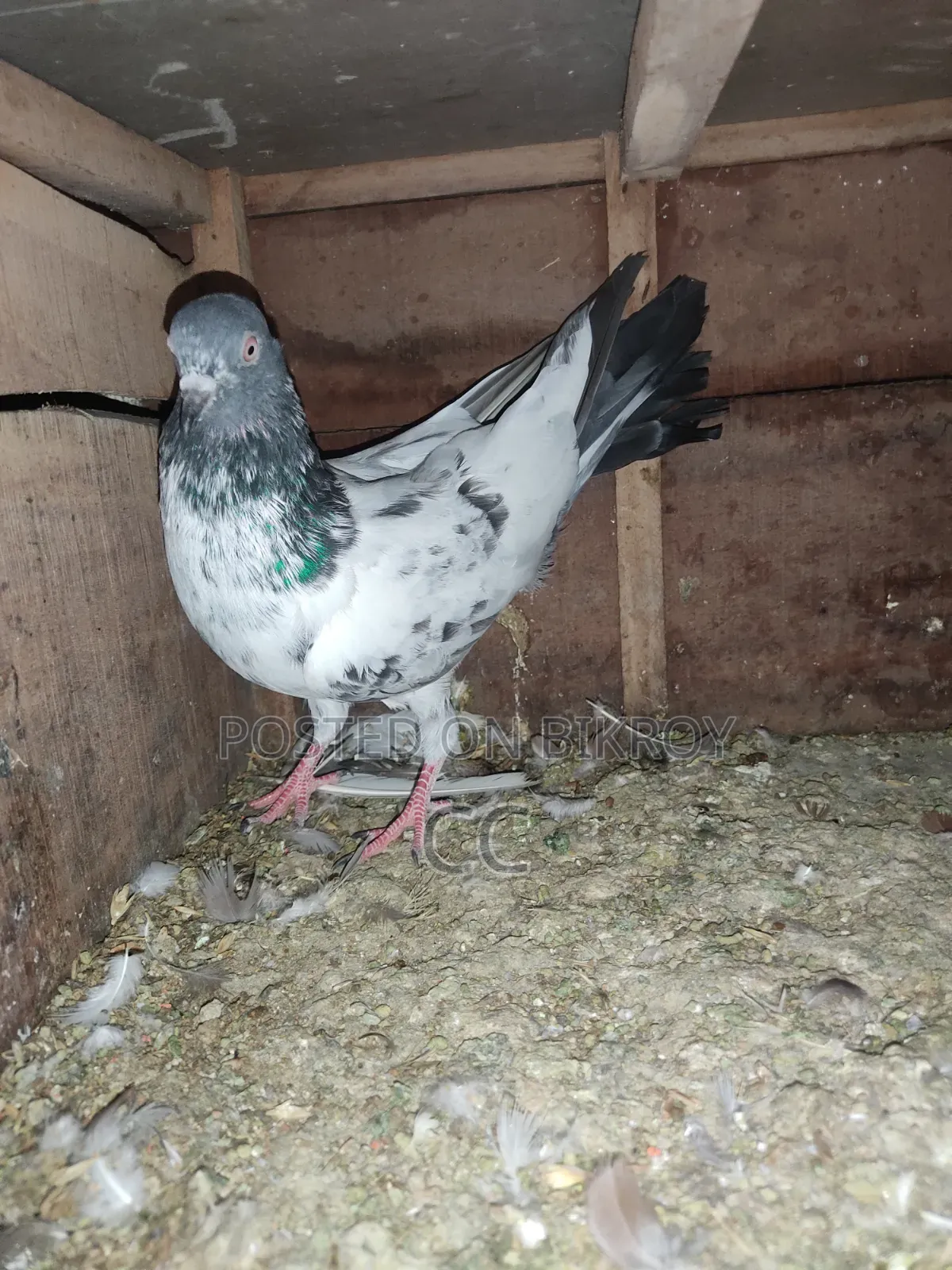 Kamagar Pigeon