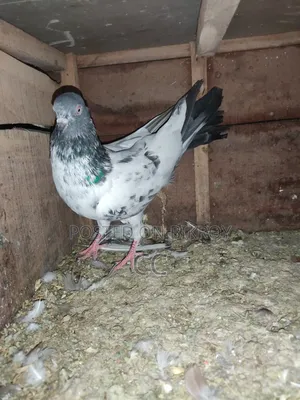 Kamagar Pigeon