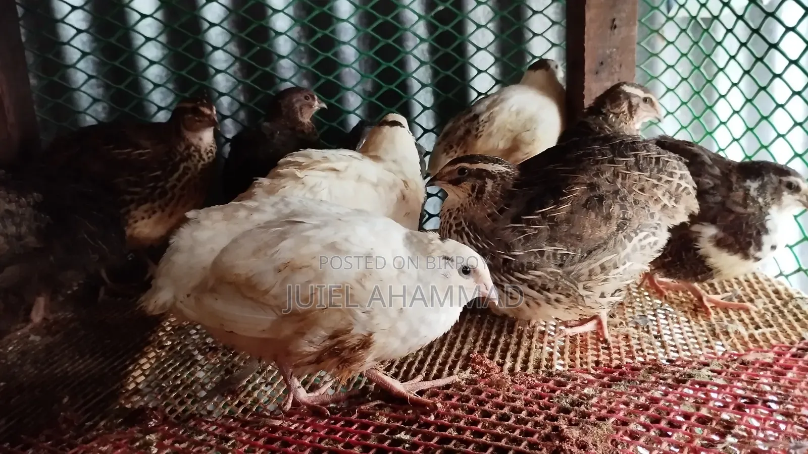 Giant Coturnix