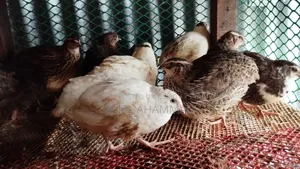 Giant Coturnix