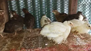 Giant Coturnix