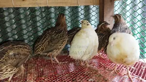 Giant Coturnix
