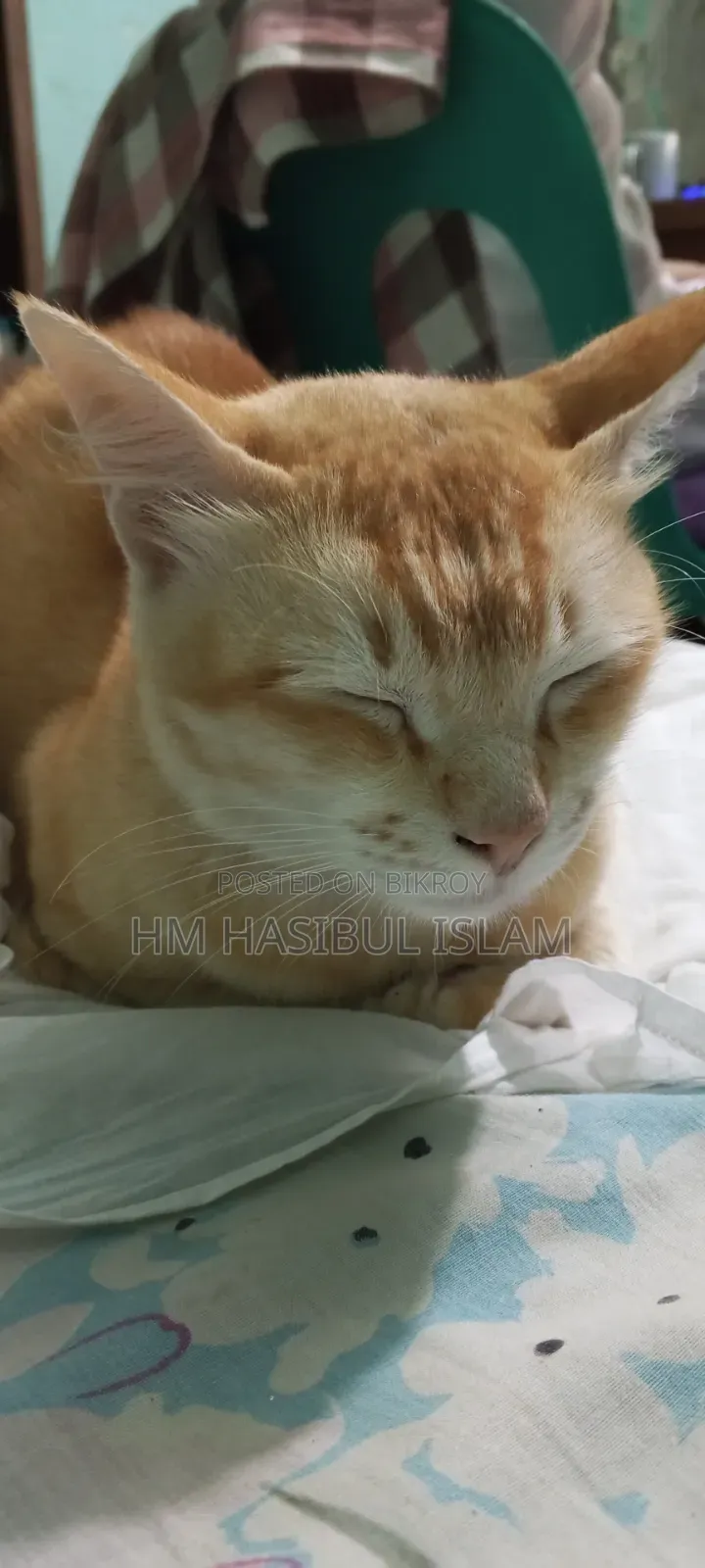 1+ year Male Mixed Breed Persian