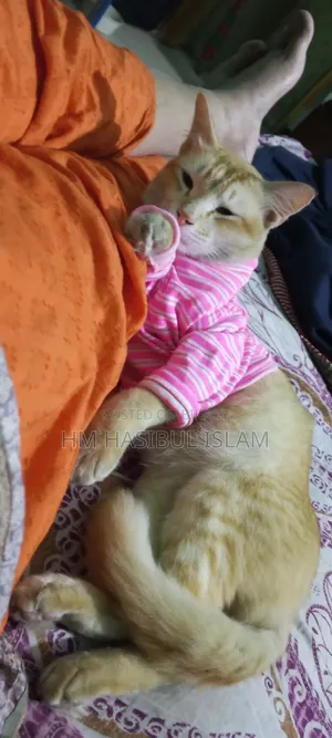 1+ year Male Mixed Breed Persian