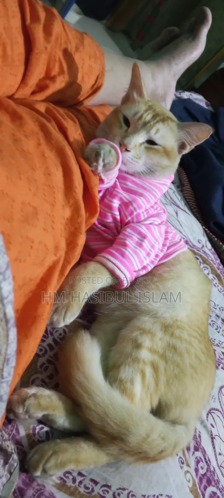 1+ year Male Mixed Breed Persian