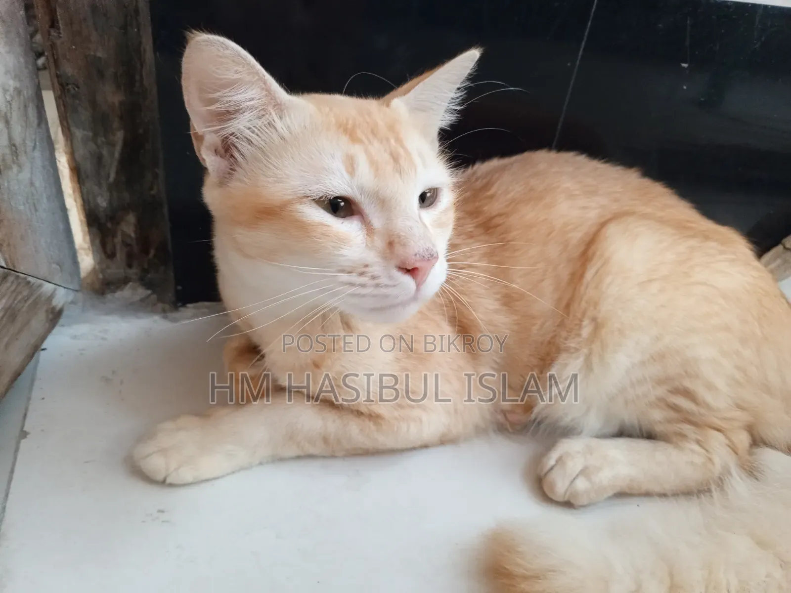 1+ year Male Mixed Breed Persian
