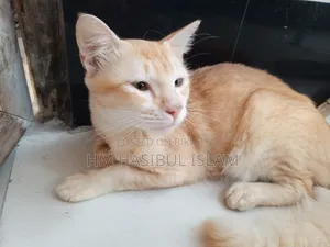 1+ year Male Mixed Breed Persian