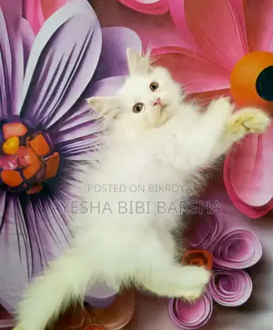 ১-৩ মাস বয়সী মেল পিওরব্রেড পার্সিয়ান