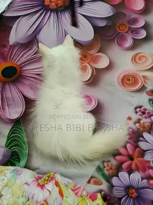 ১-৩ মাস বয়সী মেল পিওরব্রেড পার্সিয়ান