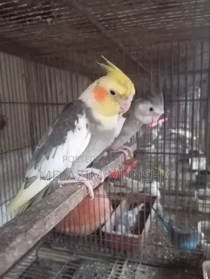 Cage with birds for sale.
