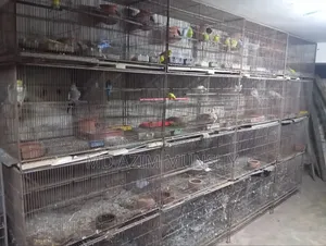 Cage with birds for sale.