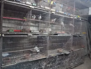 Cage with birds for sale.