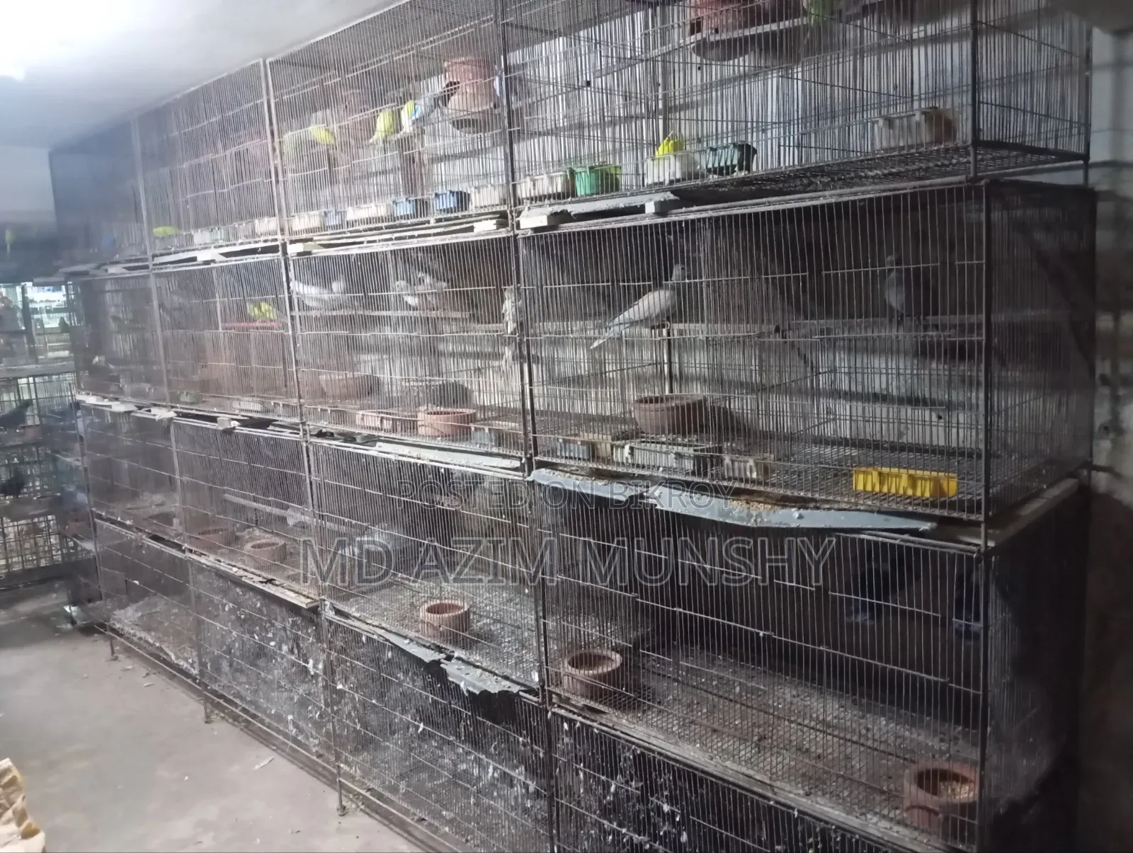 Cage with birds for sale.