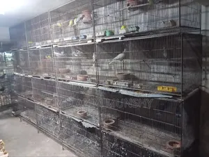 Cage with birds for sale.