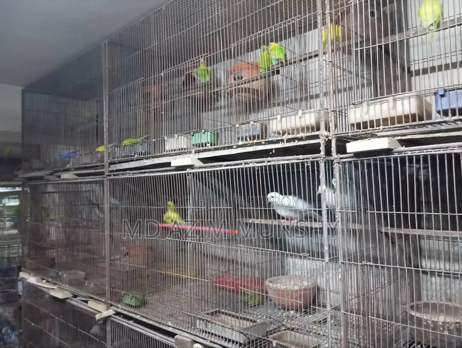 Cage with birds for sale.