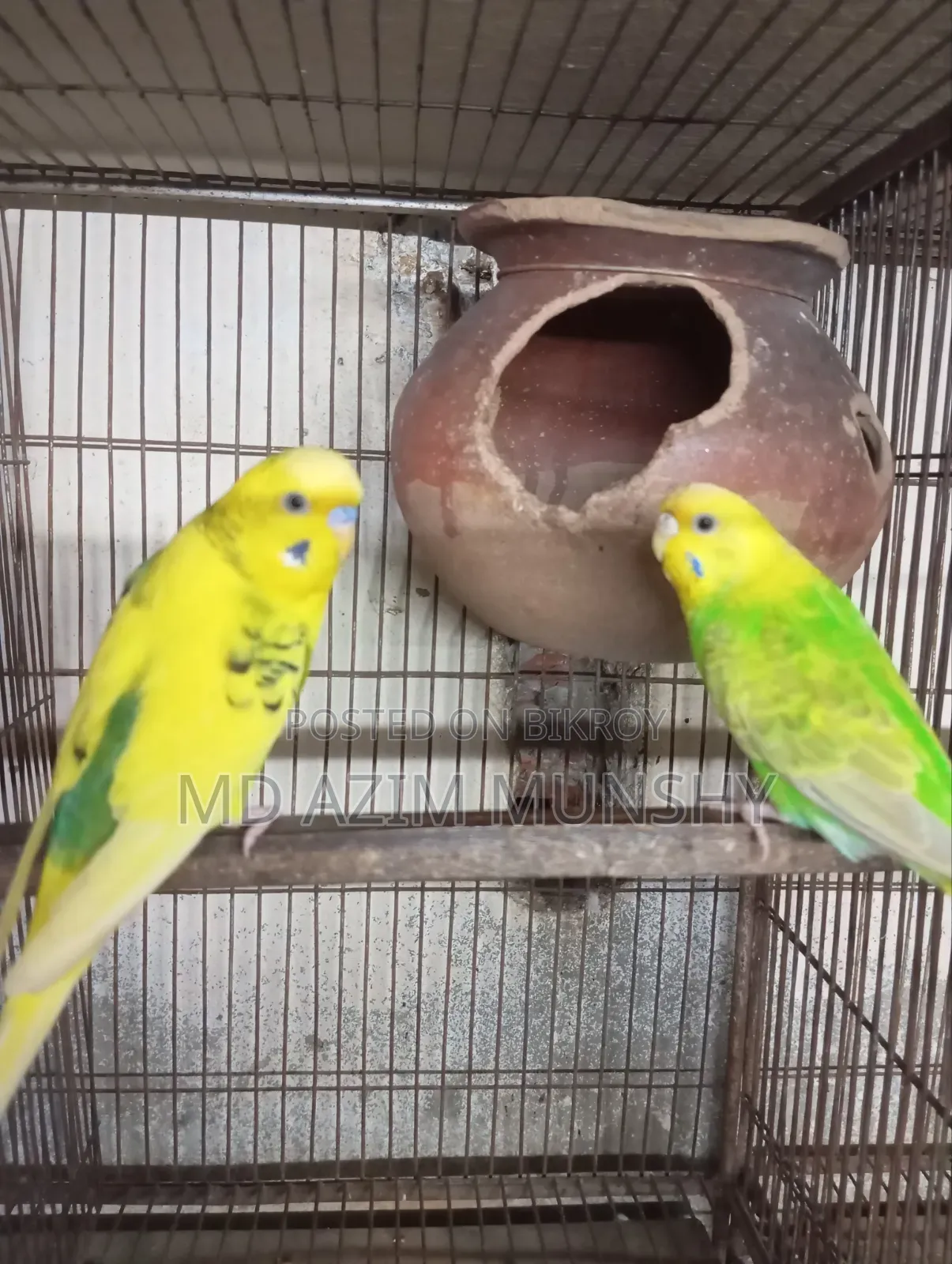 Cage with birds for sale.