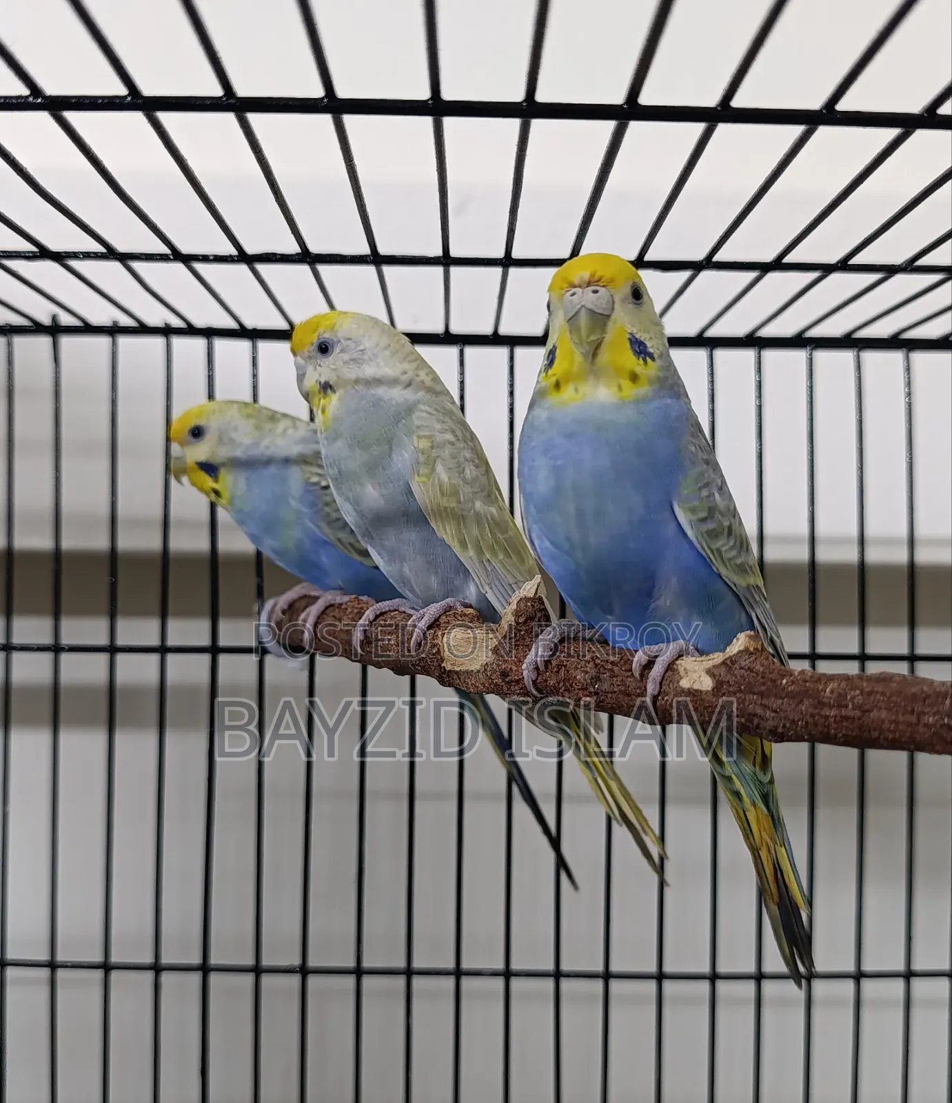 Rainbow Budgerigar